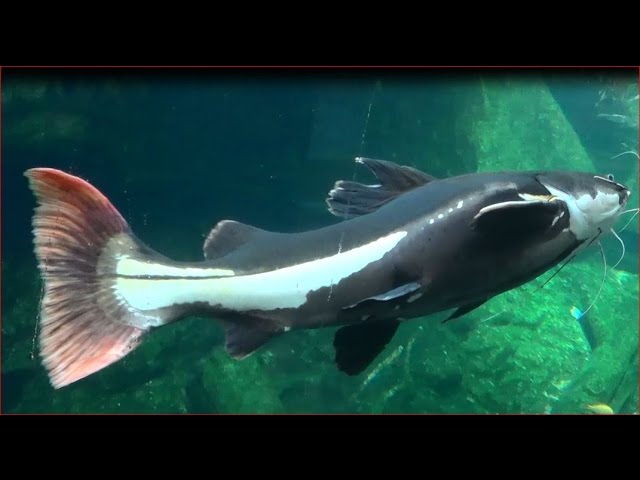 Ca Hồng Vĩ Mỏ Vịt Redtail Catfish Youtube