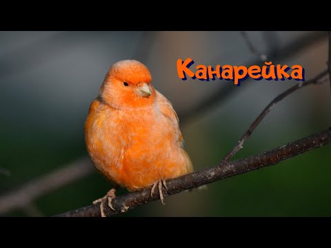 Сонник Канарейка. Сонник толкование Канарейка. К чему снится Канарейка.