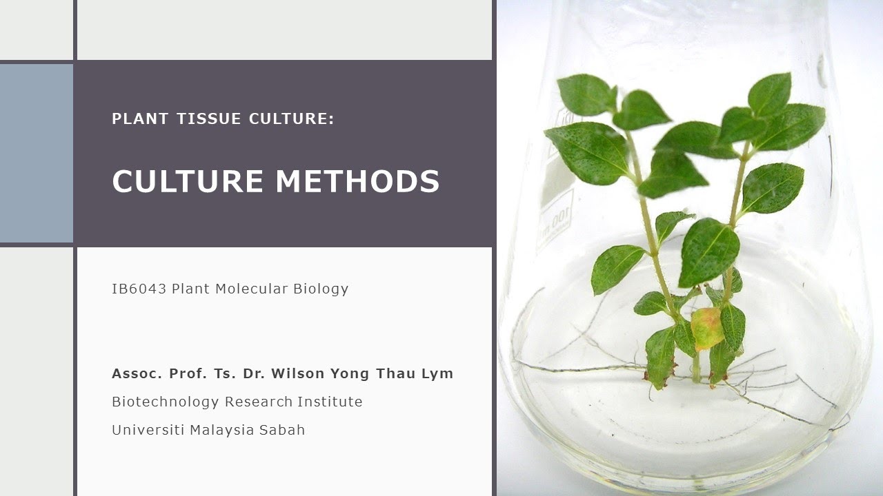 Plant Tissue Culture II: Culture Methods