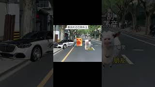 #猫meme #搞笑 #表情包