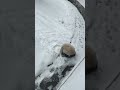 Panda love snow !