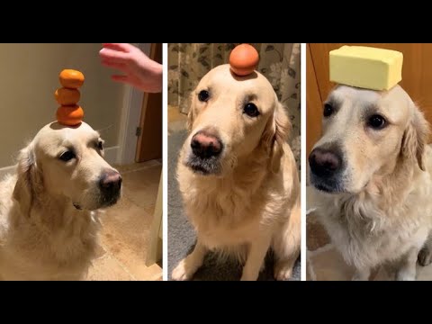 TALENTED GOLDEN RETRIEVER CAN BALANCE ANY FOOD ON HIS NOSE! (Cute Animal/Puppy Tricks)