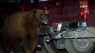 Mischievous Bear Banned from Yosemite | Bear Crimes | BBC Earth