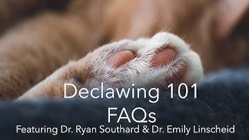 Declawing 101: FAQs
