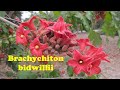 Brachychiton bidwilliii: One of Australia finest