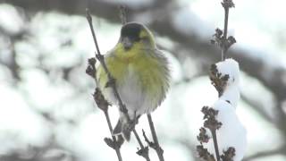 Oiseaux sous la neige