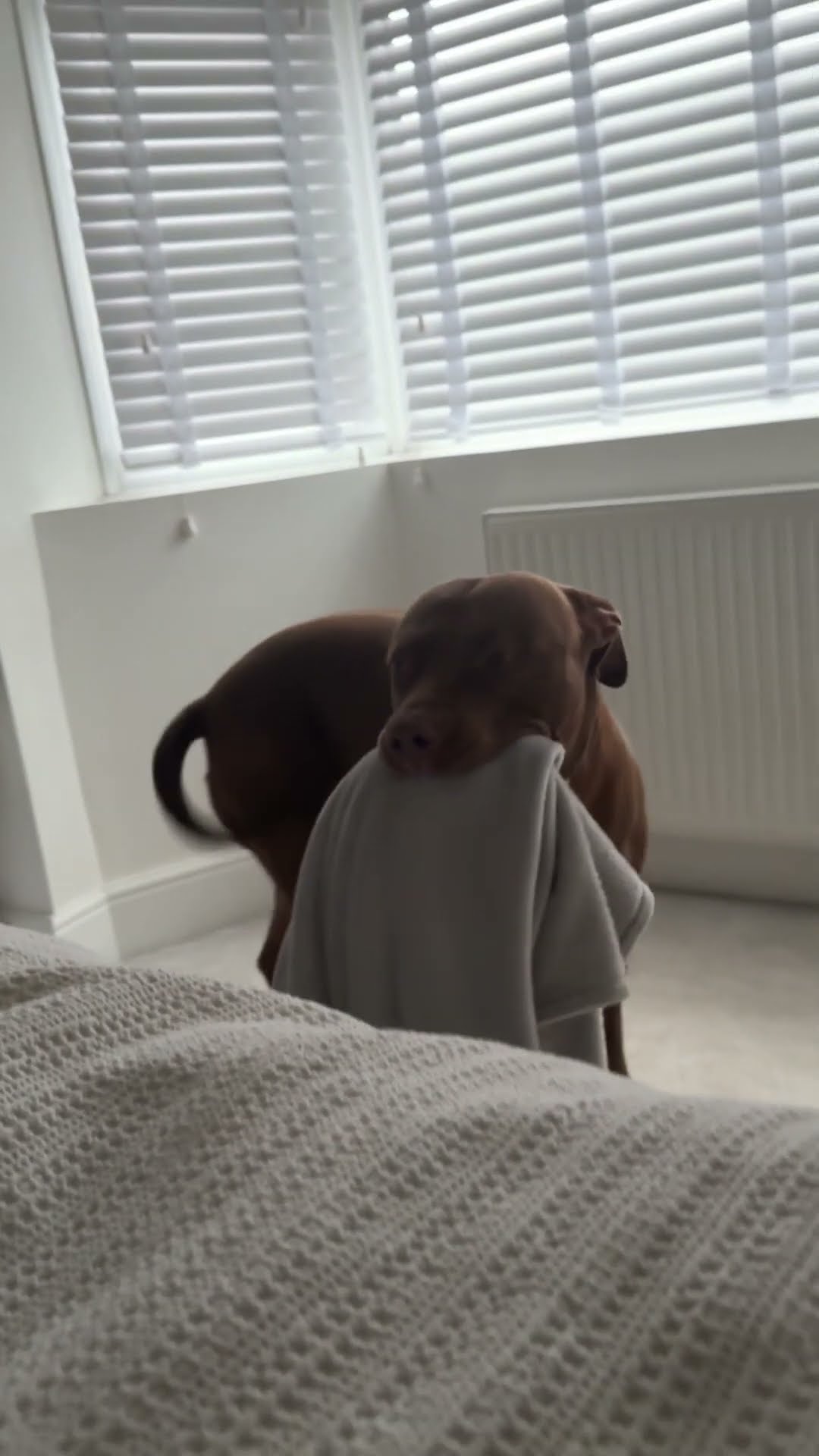 Dog Brings Blanket To Bed For Weekend Snuggles || ViralHog