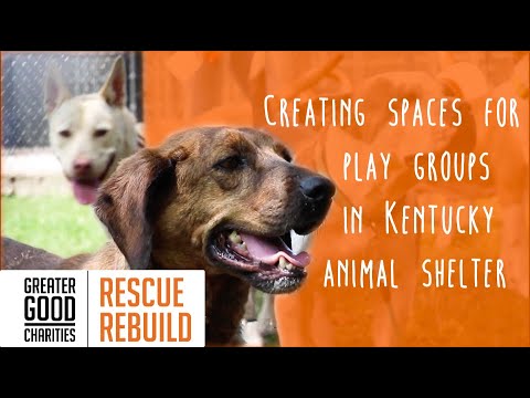 Video: Glābšanas atjaunošana padara dzīvi labāku Tennessee patversmes suņiem, izmantojot āra rotaļu