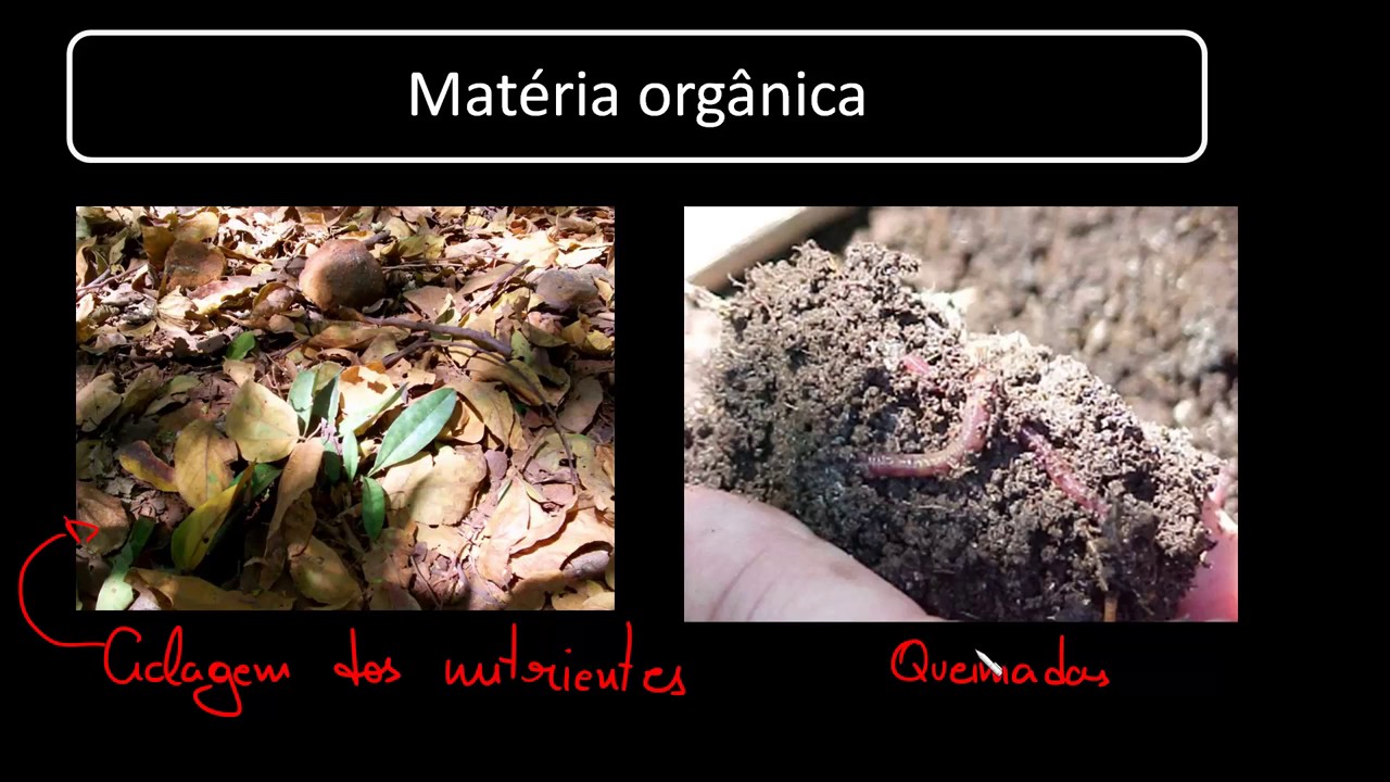Componentes Fundamentais do Solo