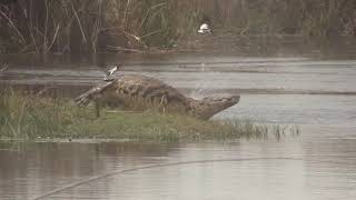 Back up shot on a good Caprivi trophy crocodile.