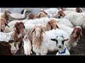 Cute little farm animals  sheep sound  rabbit  cows  goat  duck  dog  lambs