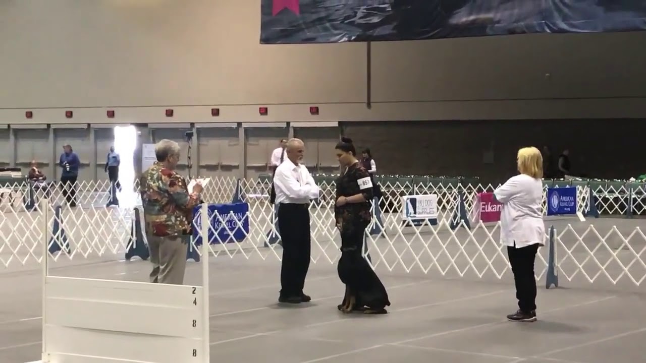 2017 AKC Obedience Classic Open round 1 Judge Debra Barrows - YouTube