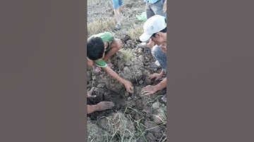 Đào bắt chuột mùa cắt lúa miền tây quê tôi sóc trăng