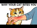 If Your Cat Suddenly Bites You, This is What It Means...