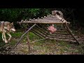 Primitive Technology: Primal Wolf Trap / Survival / Bushcraft / İlkel Kurt Tuzağı