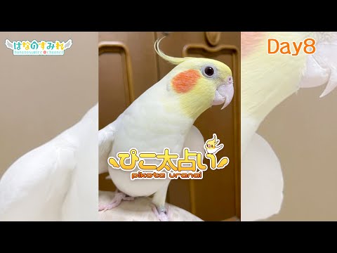 🐤✨今日のぴこ太占い-Day8-✨🦜#Shorts #Cockatiel