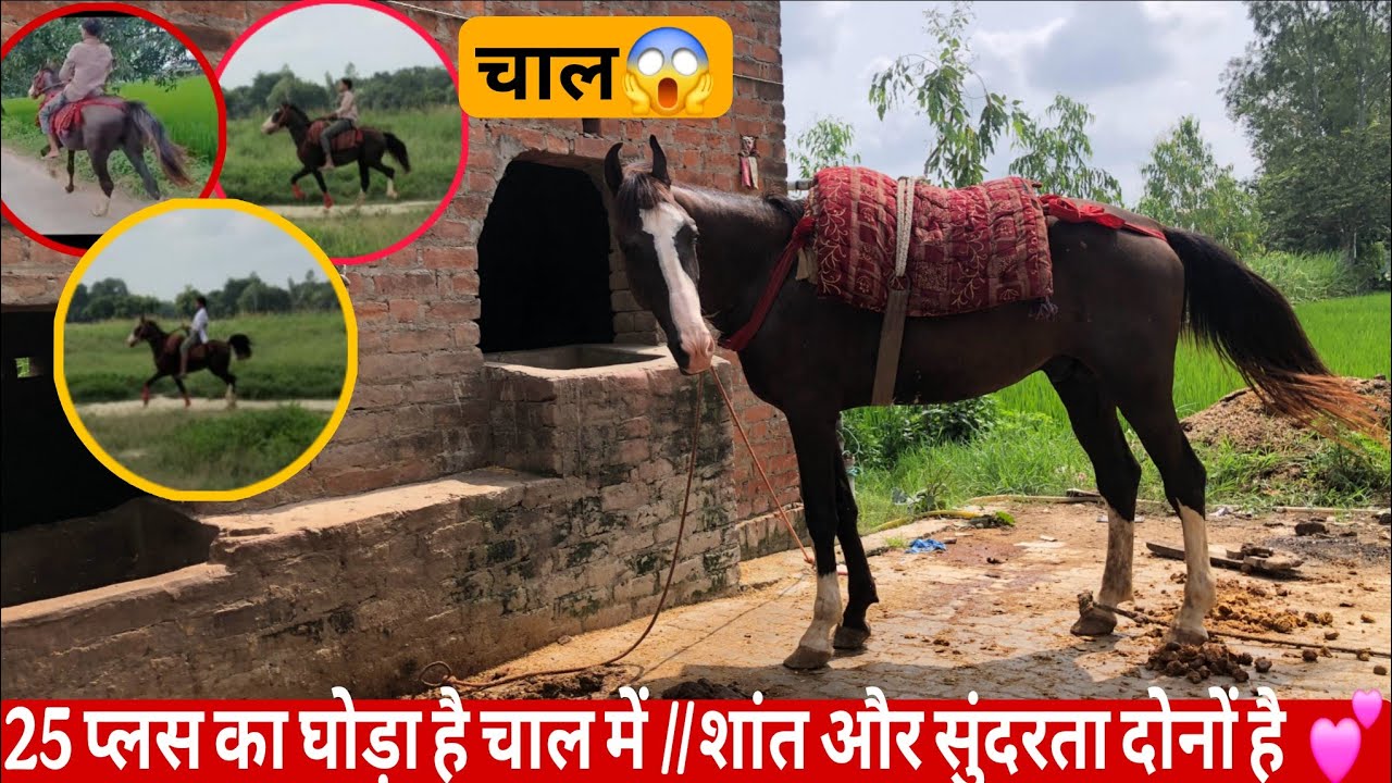 25 प्लस चलने वाला घोड़ा गाड़ी साइड में लगा के दिखाया //😱 चाल और सुंदरता देखो 😱😱 