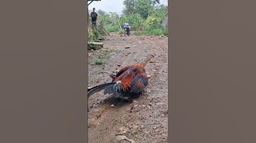 gà rừng mái gọi trống kiểu sát để trứng 🥚.poj qaib xeev yuav nteg qeg