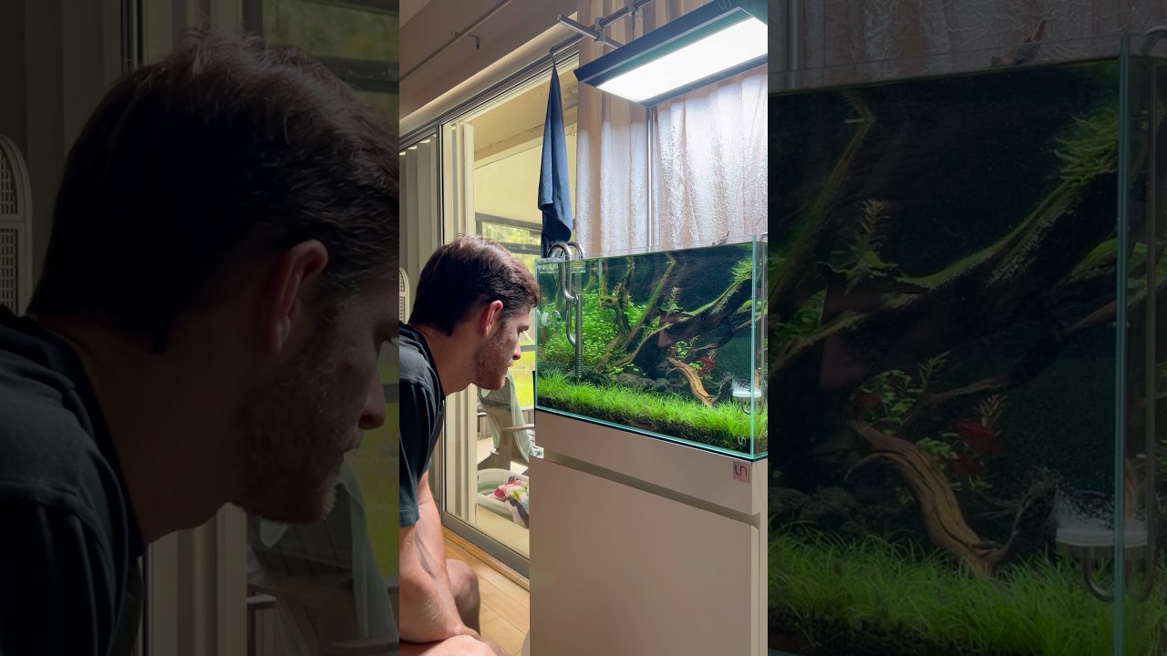Watching the grass grow doesn’t have to be borning #aquascape #aquarium #fishtank #youtubeshorts