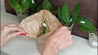 Распаковка посылки с азиатскими орхидеями от садовника MIKI ORCHIDS 📦😉🌺