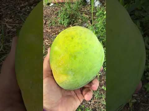 Fruit Cocktail Mango