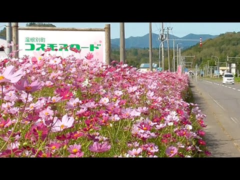 秋風にゆらゆら コスモスロード　士別・温根別で見ごろ