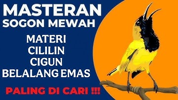 Masteran sogon materi CILILIN,CIGUN,BELALANG EMAS paling ampuh dan paling dicari untuk lomba