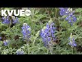 What To Expect For Texas 2026 Bluebonnet Season What To Expect For Texas 2026 Bluebonnet Season