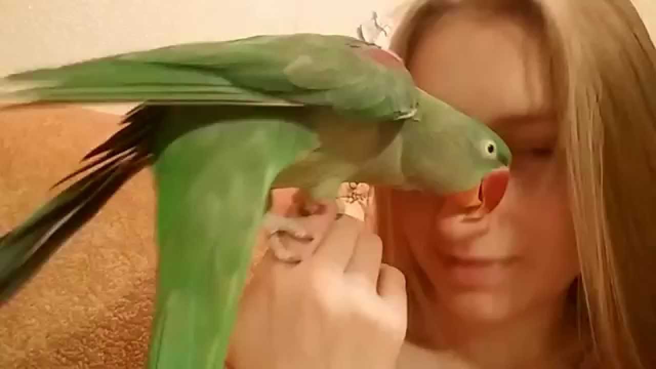 Оля попуга алады