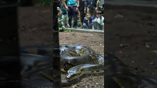 A large python slithers through its enclosure at t 0 #snake #wildlife #amazon #magicalsnake #venom