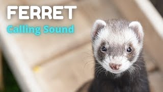 Ferret Calling Sound