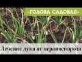 Голова садовая - Лечение лука от пероноспороза