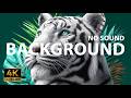 2H Majestic White Tiger | 4K Jungle Zen Background (No Sound) #background #screensaver #4k