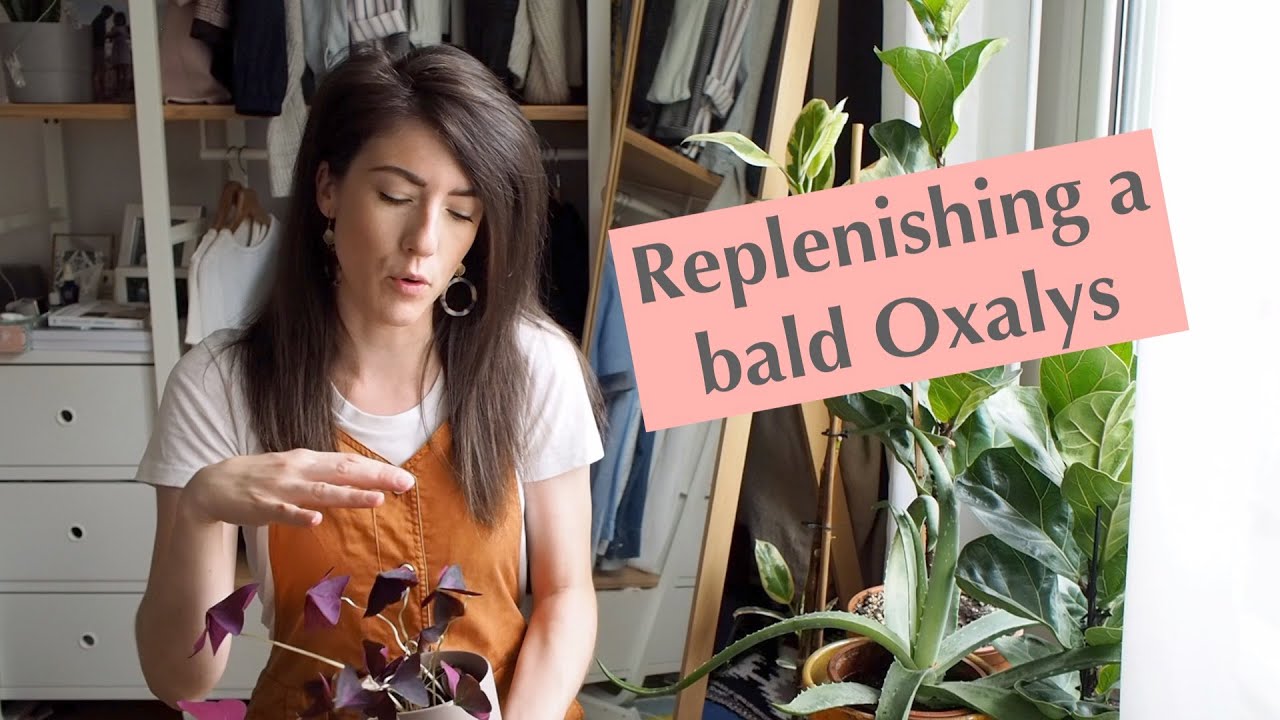 Saving a sad/bald Oxalis :)