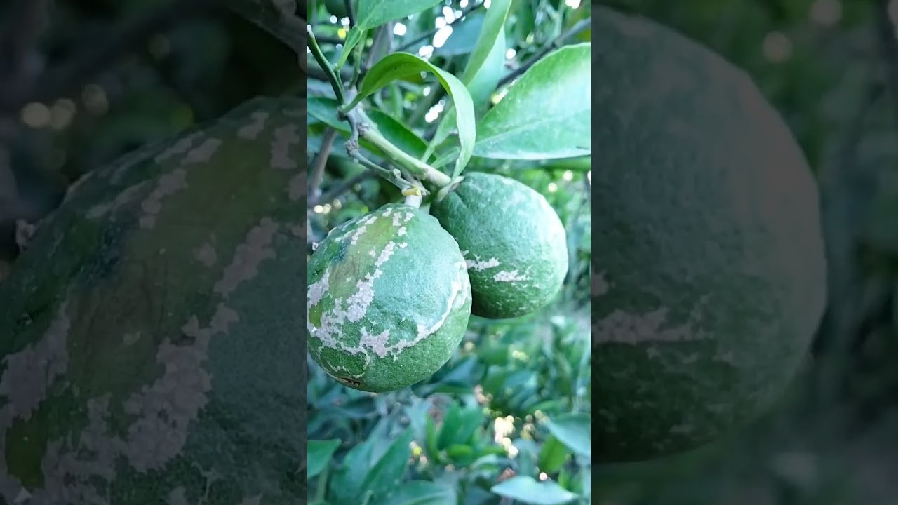 حلم صدا الحمضيات او الشريطه فى البرتقال  وطرق العلاج والوقايه