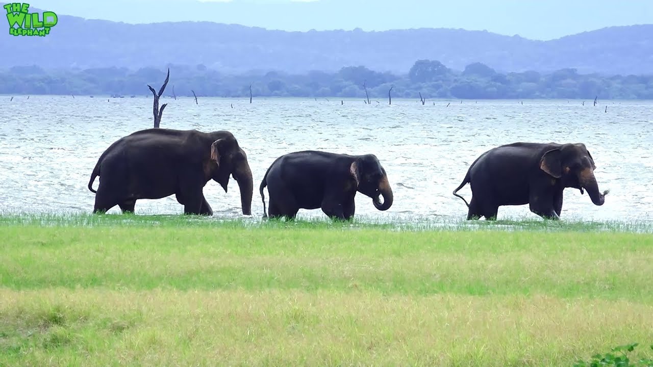 elephas maximus linnaeus Spotting a beautiful elephant herd by a man-made tank