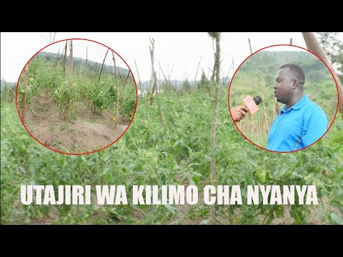 Video: Jifunze Kuhusu Kupanda Nyanya za Litchi