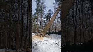 Winter logging big Hemlock 🤙 Hey Frank' 😁 #shorts #chainsaw #tree #logging #lumberjack #snow #timber