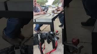 How to have a business meeting at a coffee shop with my dog @starbucks #treatclincher #enrichment