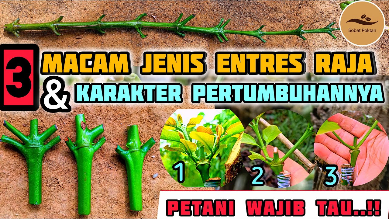 Wajib dlketahui, ada 3 jenis raja dalam 1 lencer entres tunas raja untuk disambungkan.#petanikopi