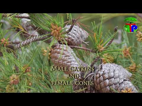 Video: Perawatan Pinus Monterey: Cara Menumbuhkan Pohon Pinus Monterey