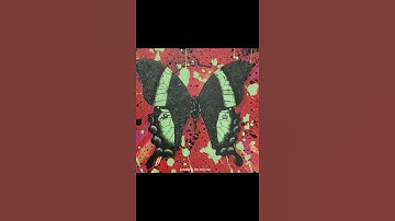 Ed Sheeran The Joker and the Queen Artwork #equalsart #sheeranshorts #edsheeran