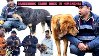 Jabardast Gaddi dogs “SHERA” and “TOMU”   Dera mai h 600 bhed/bakriyan and 5 puppies