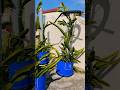 Beautiful growth Dragon Plants #nature #terracegarden #fruit #shortvideo #ytshorts