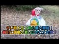「さい君と五十鈴公園大冒険！絶叫と感動の思い出作り大作戦！」