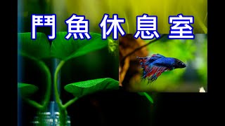 鬥魚休息室 | 鬥哥住進新家啦 | New tank for my Betta fish