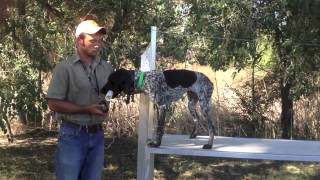 Trained Retrieve - Fetching New Objects With The Toe Hitch And Collar