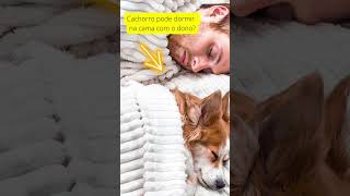 O cachorro pode dormir na cama do dono?