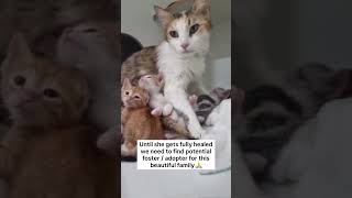 UPDATE ON THE FAMILYThe mother cat underwent X-rays, and thankfully they didn’t show any fracture.