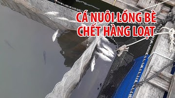 Hai tháng trôi qua cá nuôi lồng bè ở Vũng Tàu vẫn chết tức tưởi